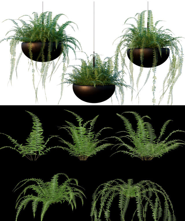 装饰花盆中的肾蕨植物吊篮3D模型（OBJ,MAX）