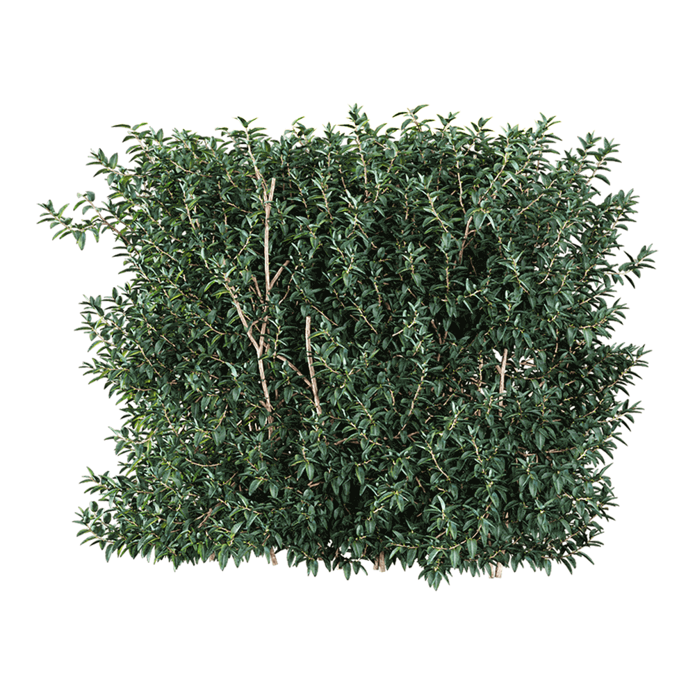 Vaccinium ovatum常青越桔绿植树篱3D模型（OBJ,FBX,MAX）