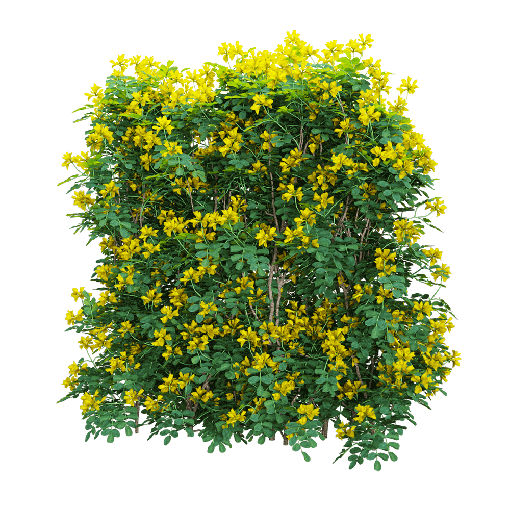 Coronilla glaucaka开满黄色花朵的小冠花树篱3D模型（OBJ,FBX,MAX）