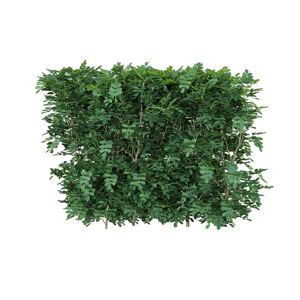 Coronilla glauca小冠花绿植树篱3D模型（OBJ,FBX,MAX）