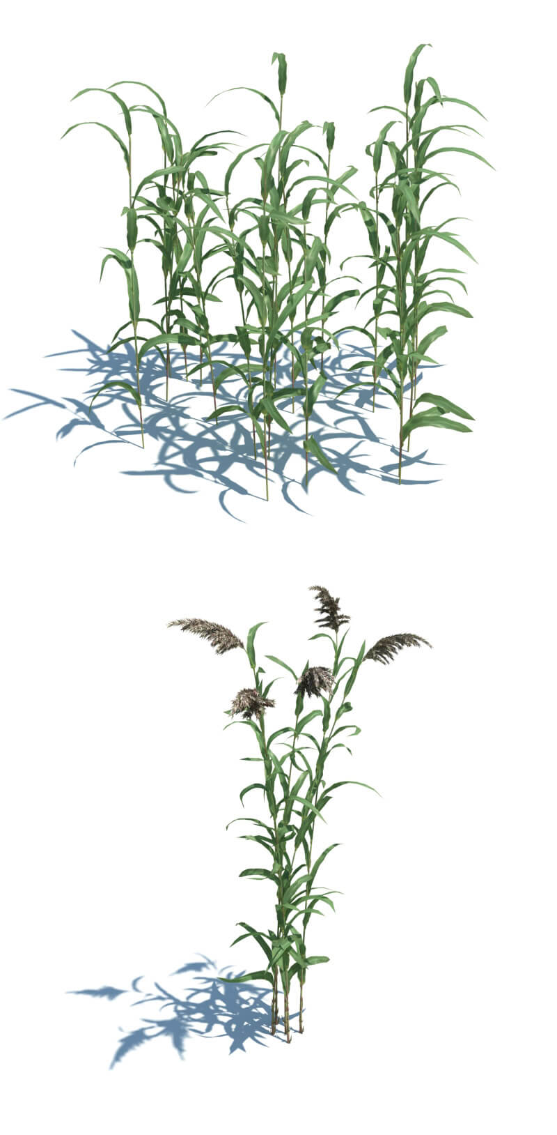 Phragmites australis芦苇3D模型（OBJ,FBX,MAX）