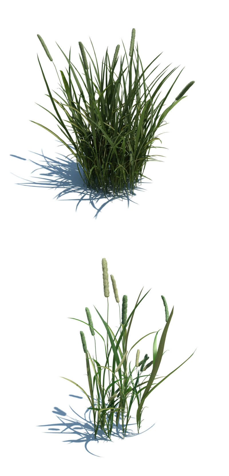 Phleum pratense梯牧草3D模型（OBJ,FBX,MAX）