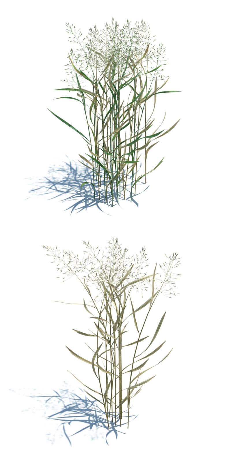 Agrostis capillaris草类植物3D模型（OBJ,FBX,MAX）