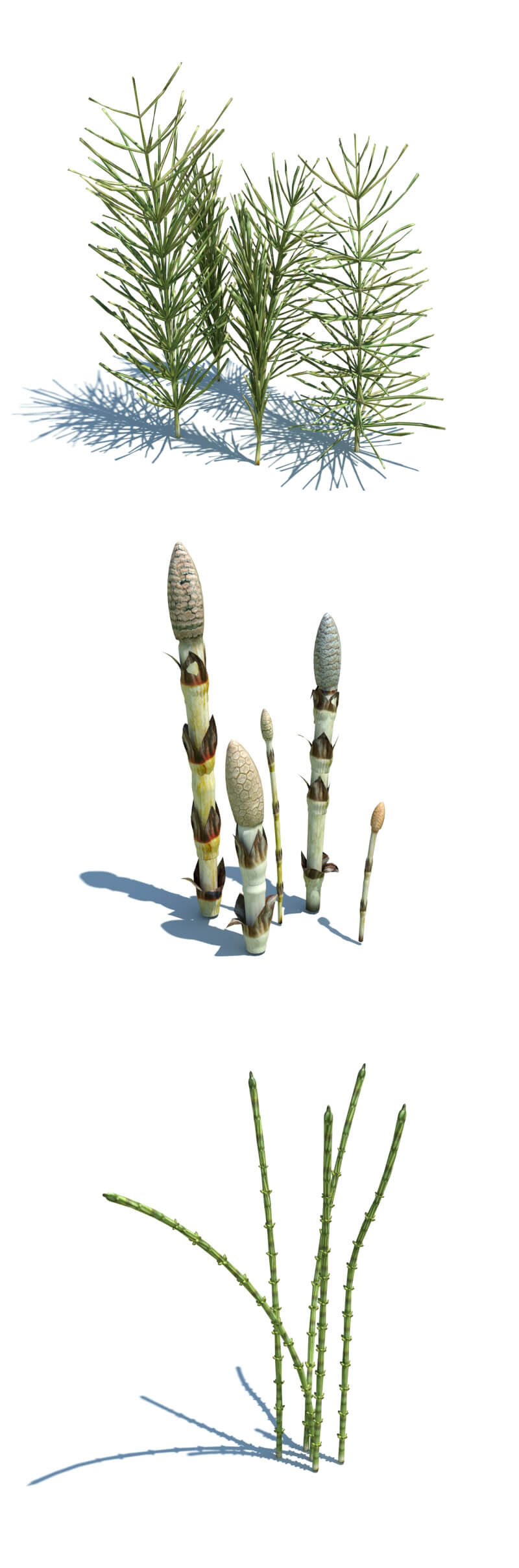 Equisetum arvense问荆草3D模型（OBJ,FBX,MAX）