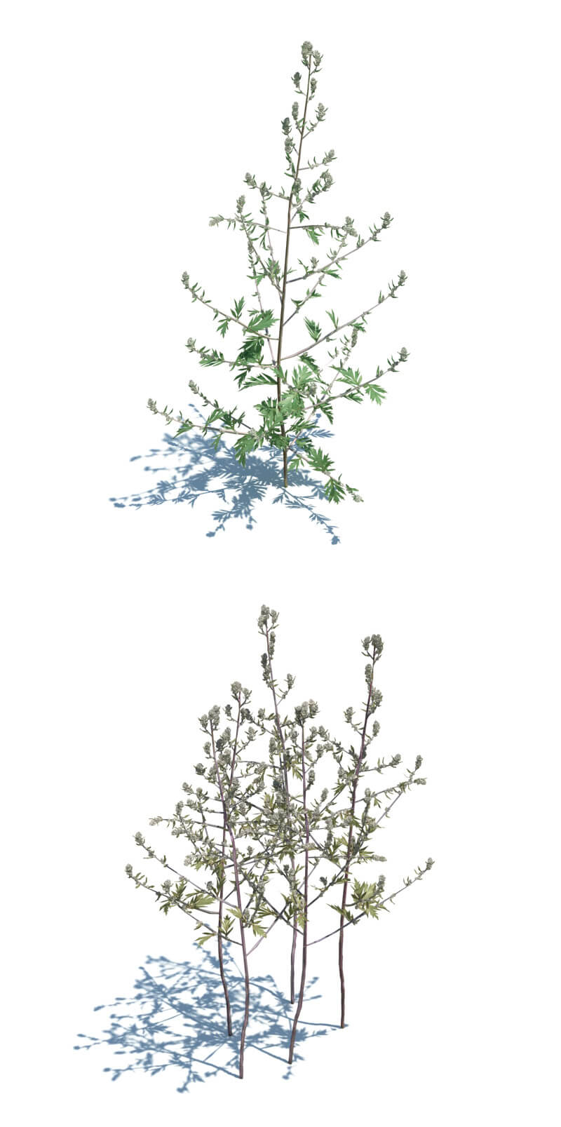 Artemisia Vulgaris北艾草3D模型（OBJ,FBX,MAX）