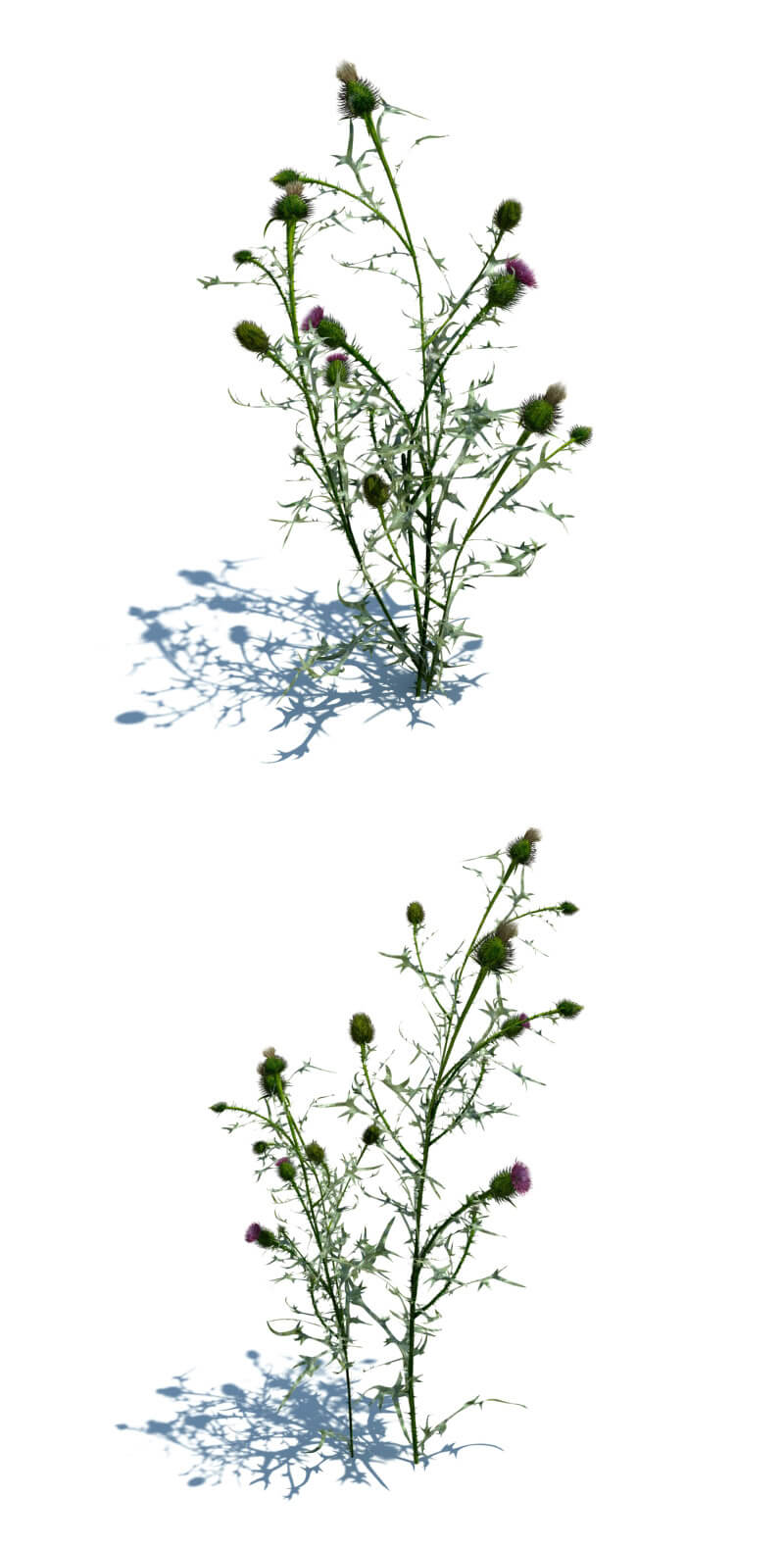 Cirsium vulgare翼蓟草3D模型（OBJ,FBX,MAX）