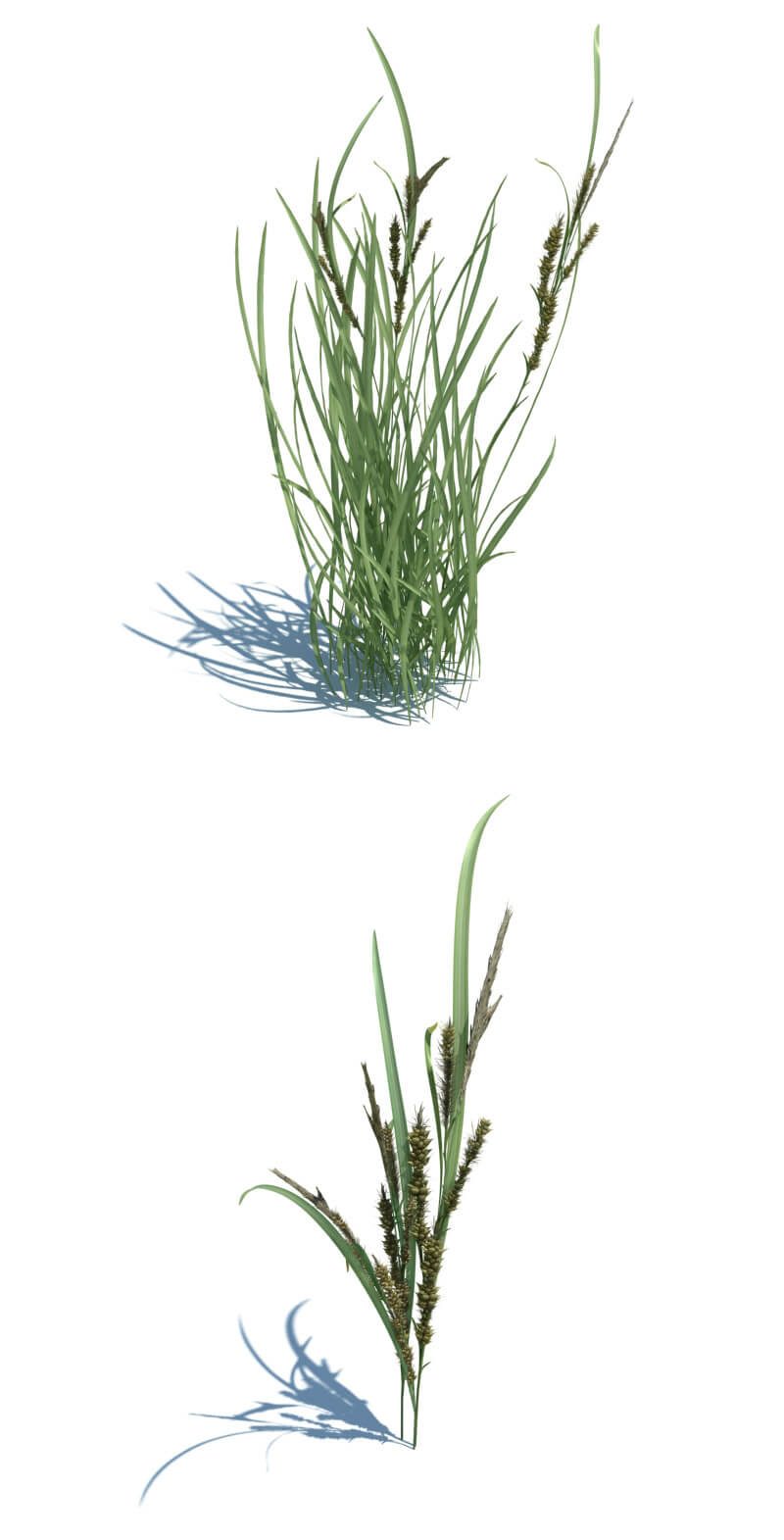 Echinochloa crusgalli稗草3D模型（OBJ,FBX,MAX）