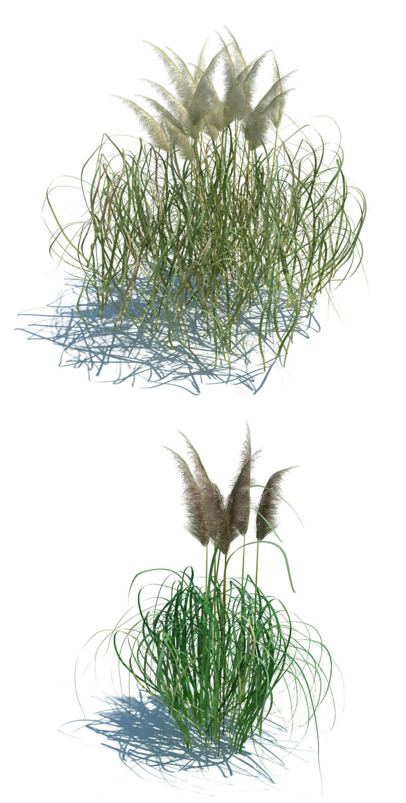 cortaderia jubata芦苇草3D模型（OBJ,FBX,MAX）