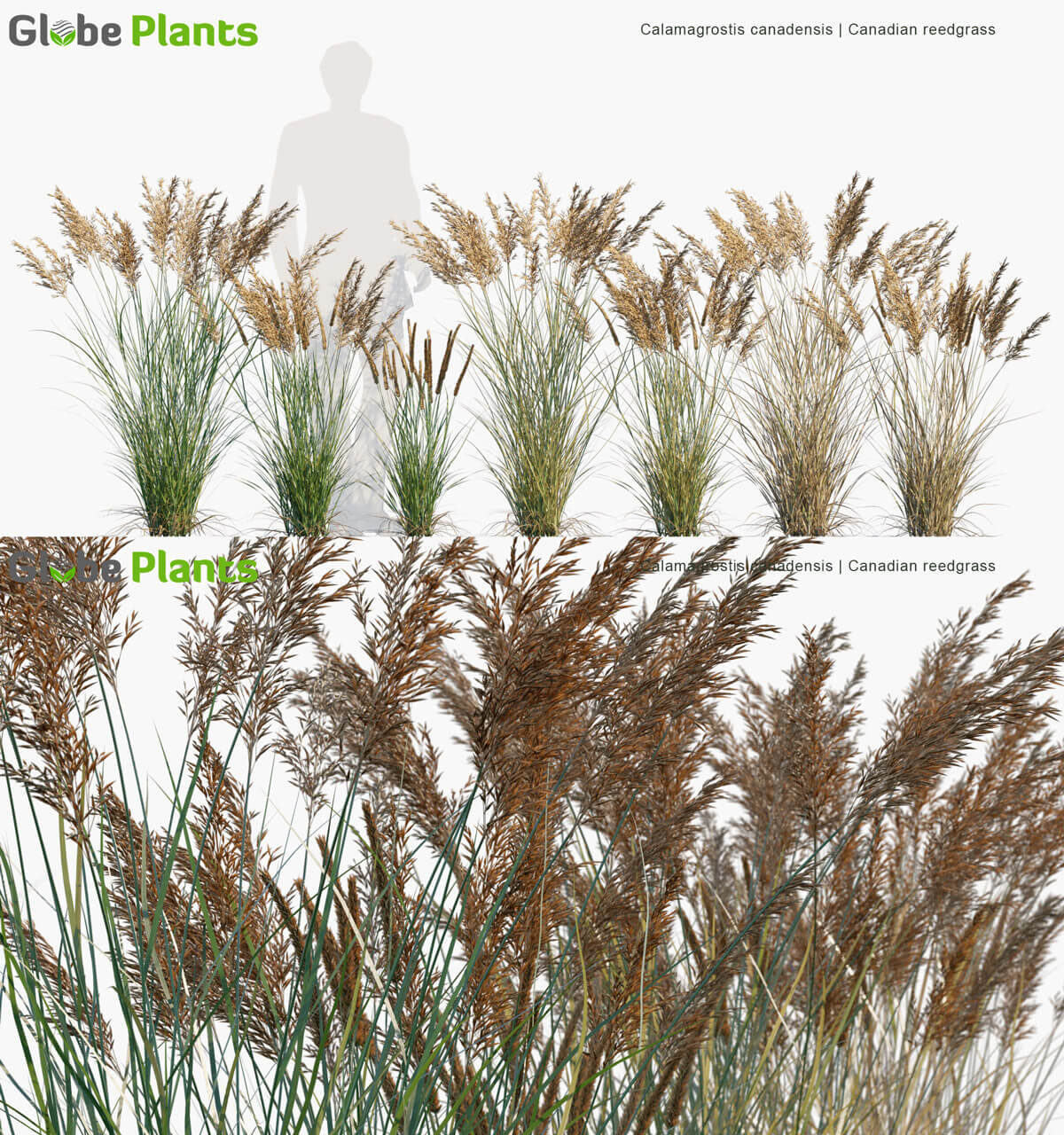 Calamagrostis canadensis加拿大芦苇3D模型（MAX）