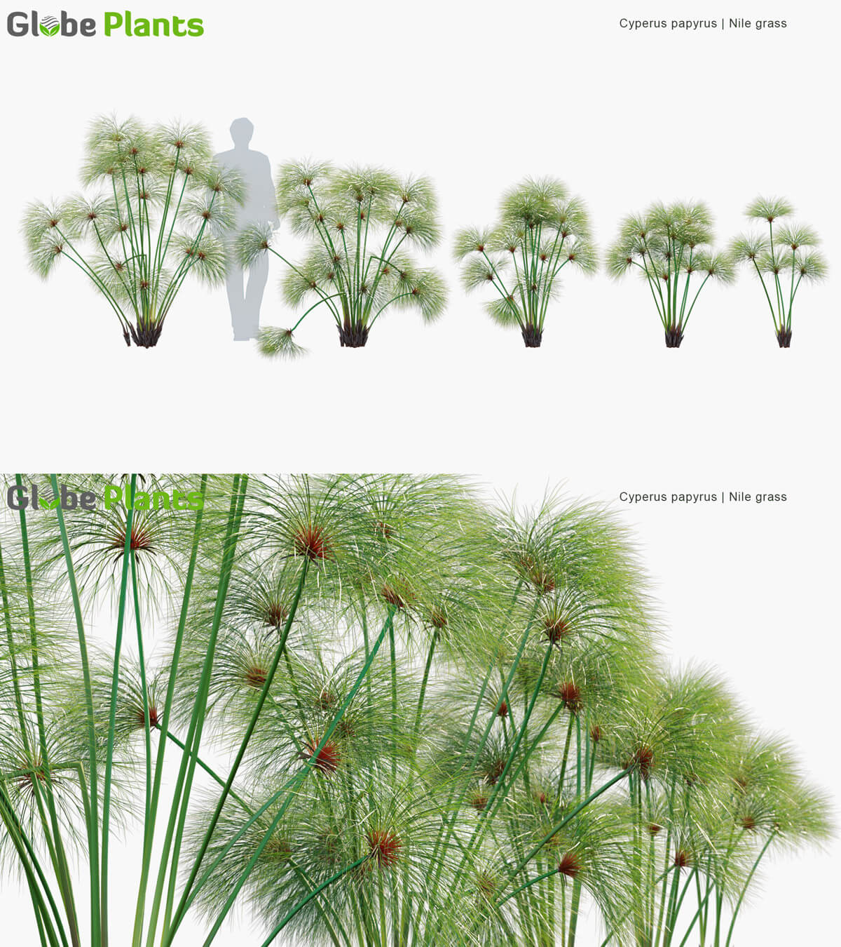 Cyperus papyrus纸莎草3D模型（MAX）