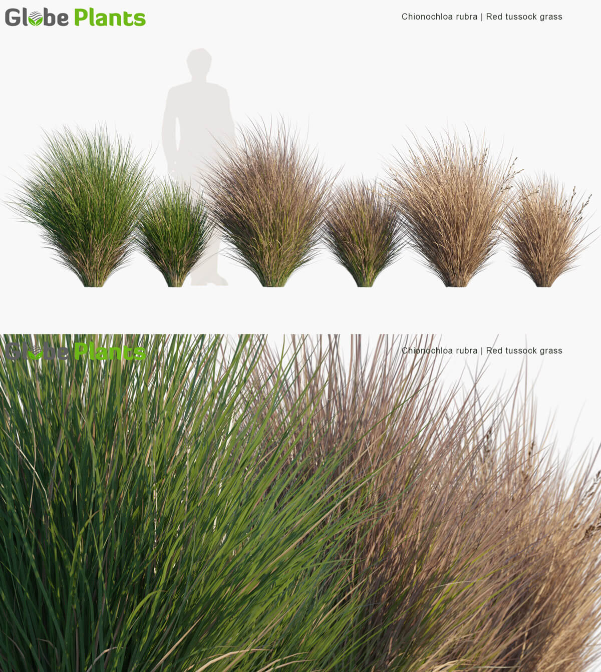 Chionochloa rubra草丛3D模型（MAX）