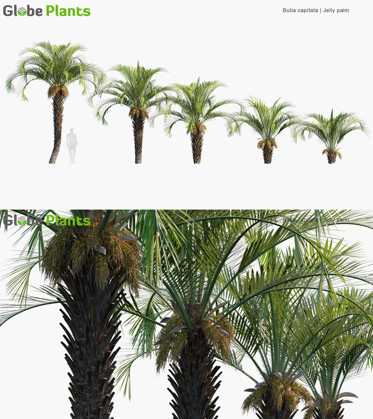 Butia capitata布迪椰子树3D模型（MAX）