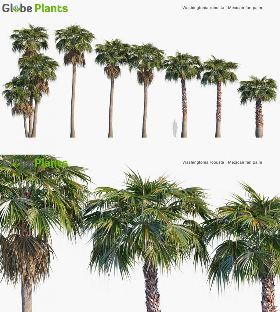 Washingtonia robusta大丝葵棕榈树3D模型（MAX）