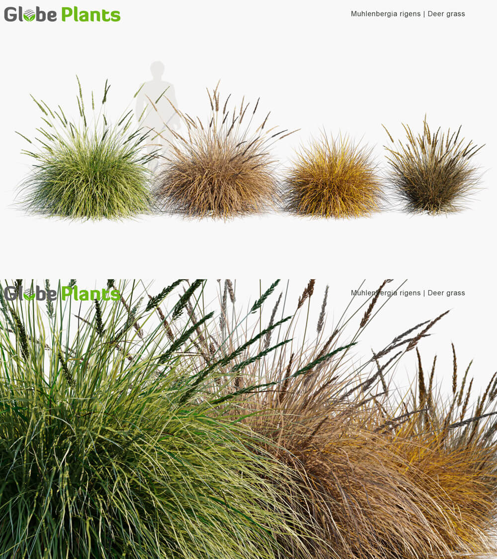 Muhlenbergia rigens大丛乱子草观赏草3D模型（MAX）