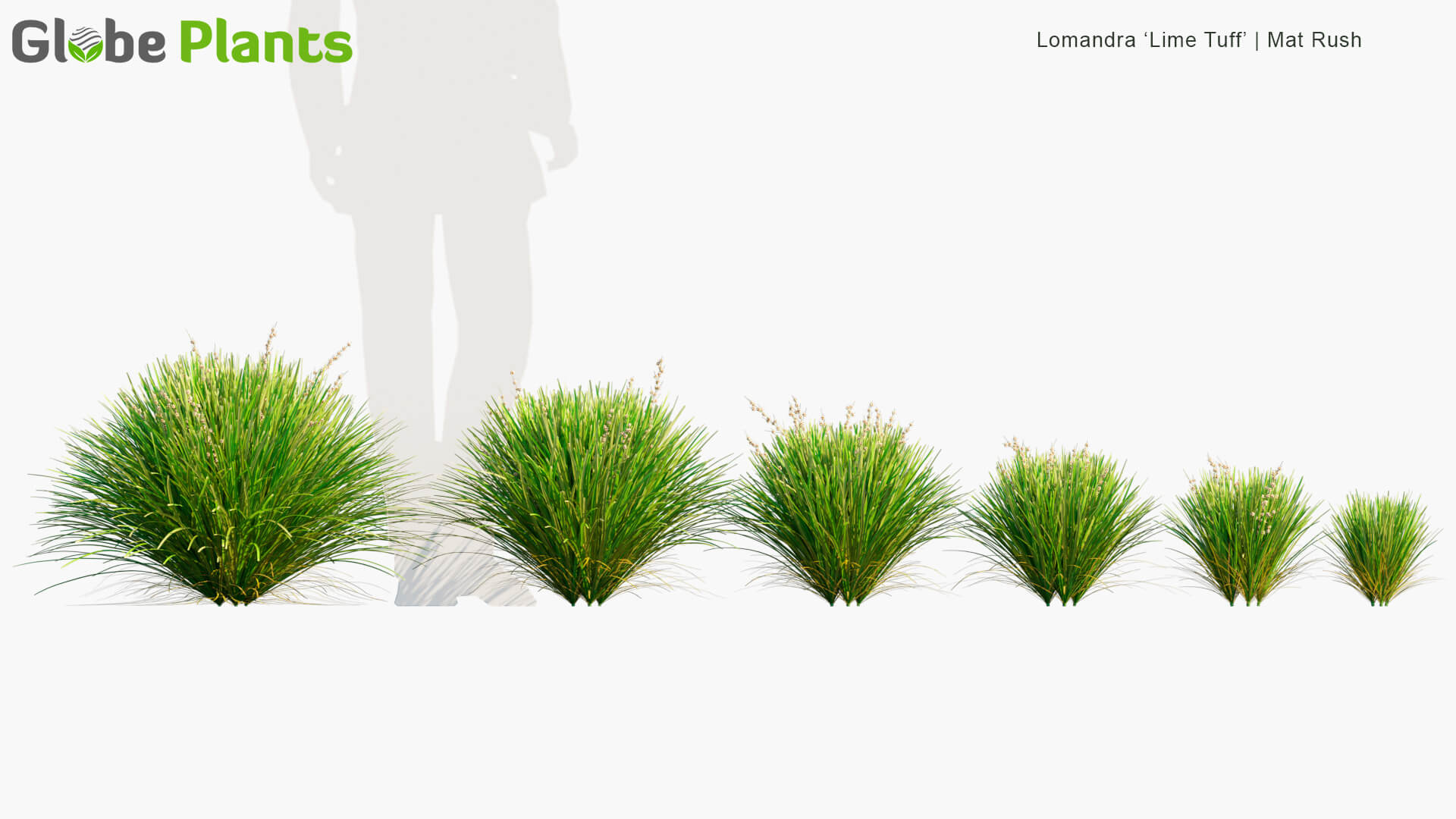 Lomandra Lime新西兰多须草3D模型（MAX）