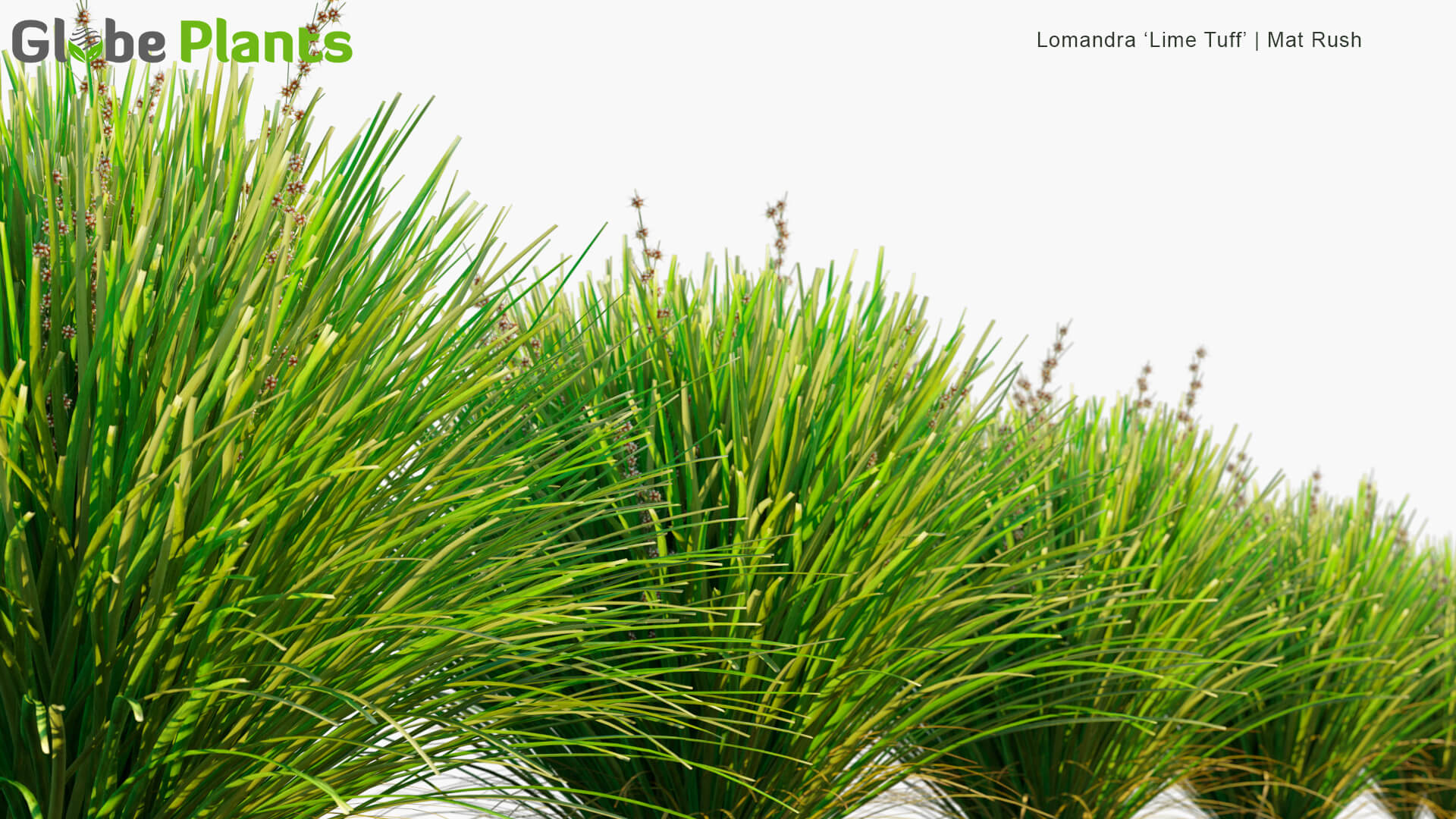 Lomandra Lime新西兰多须草3D模型（MAX）