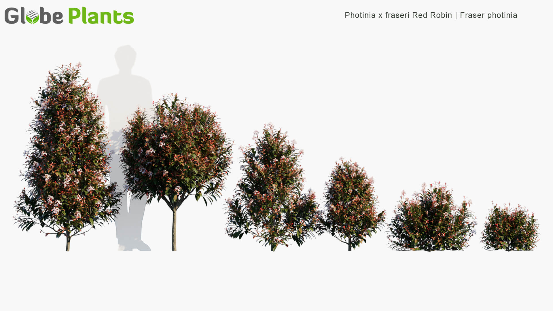 Photinia x fraseri Red Robin开满白色小花的红叶石楠植物3D模型（MAX）