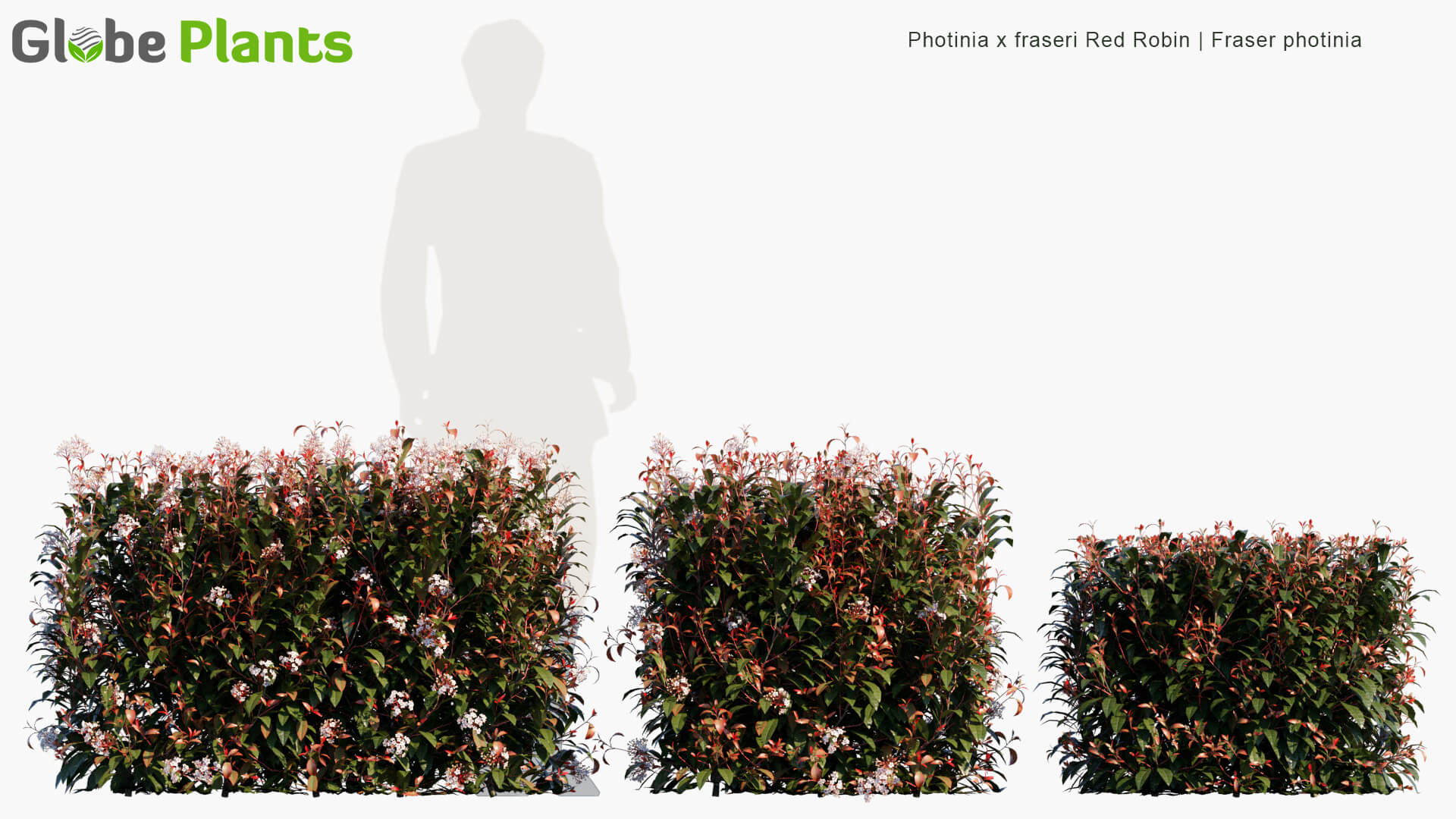 Photinia x fraseri Red Robin开满白色小花的红叶石楠植物3D模型（MAX）