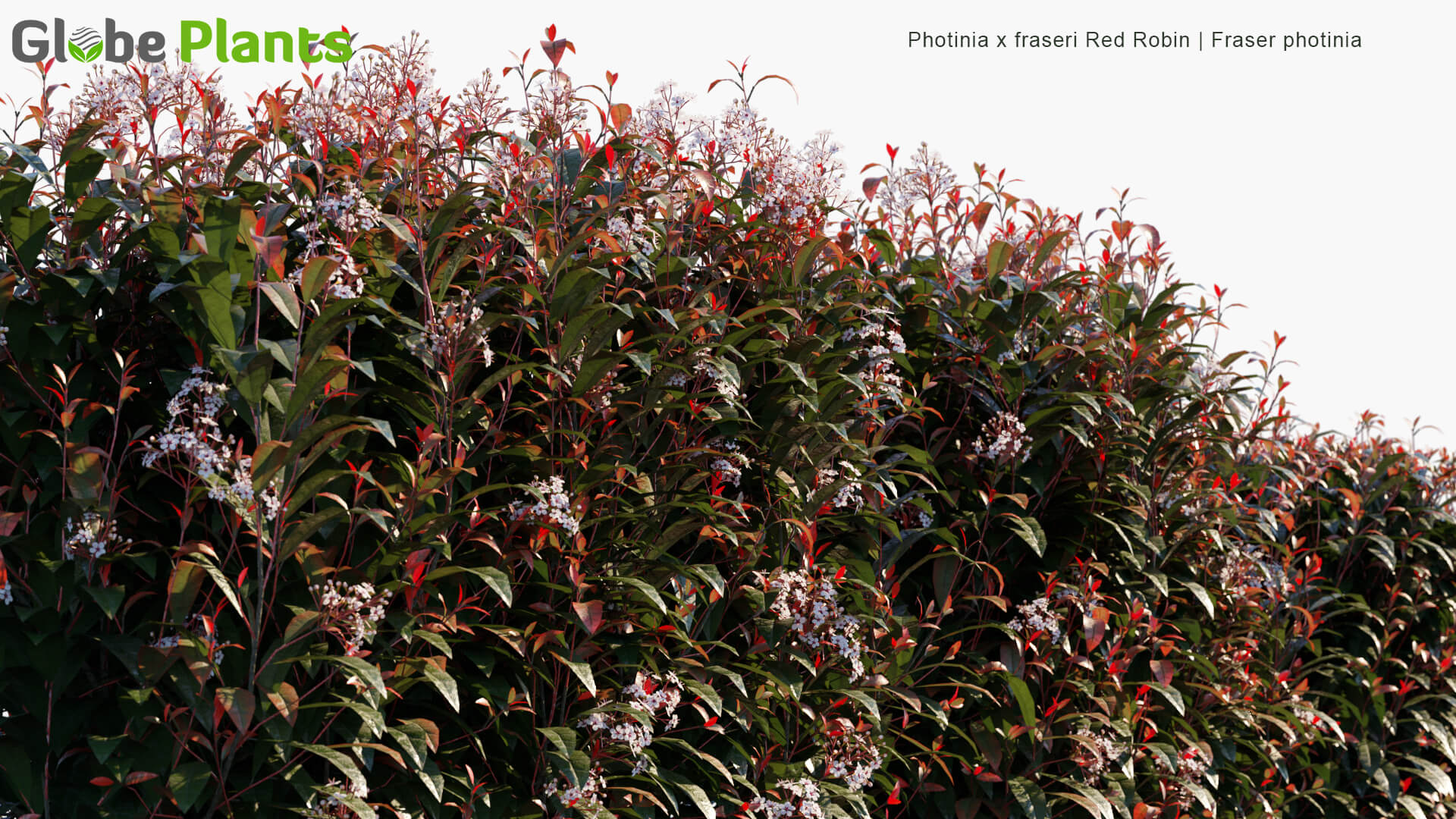 Photinia x fraseri Red Robin开满白色小花的红叶石楠植物3D模型（MAX）