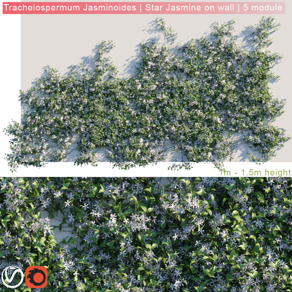 墙上开满白色花朵的Star Jasmine白花藤爬行植物3D模型（FBX,MAX）