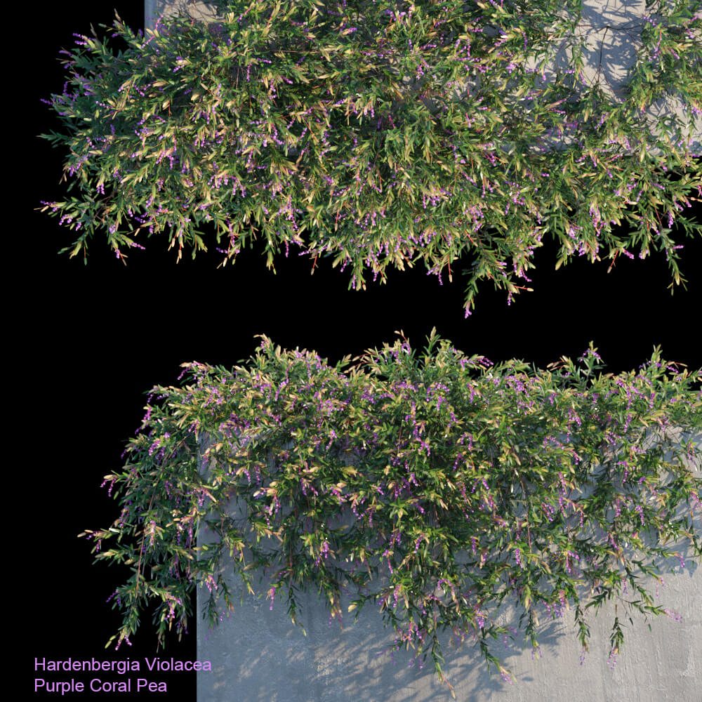 Hardenbergia Violacea开花的紫哈登柏豆植物3D模型（FBX,MAX）