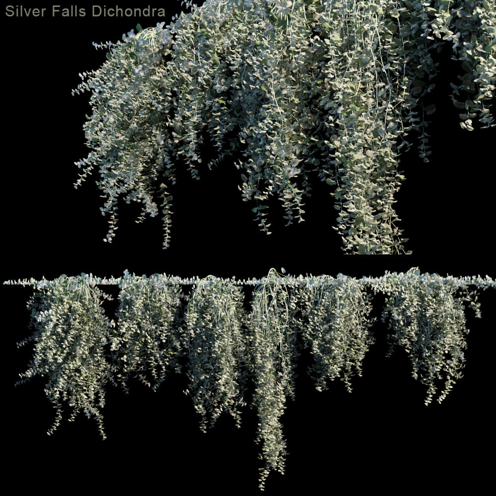 Silver falls dichondra银瀑马蹄金爬行植物3D模型（FBX,MAX）