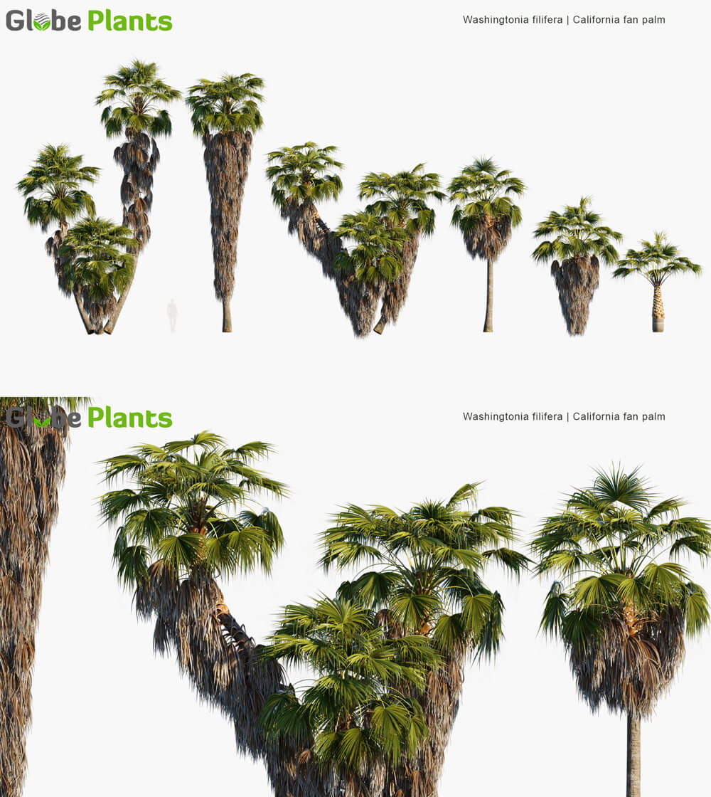 Washingtonia filifera华盛顿棕榈3D模型（MAX）