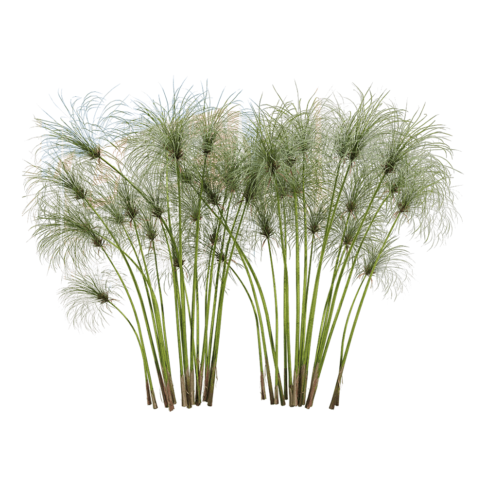 纸莎草植物3D模型（OBJ,FBX,MAX）