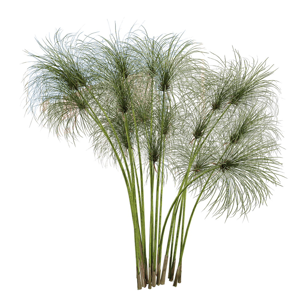 纸莎草植物3D模型（OBJ,FBX,MAX）