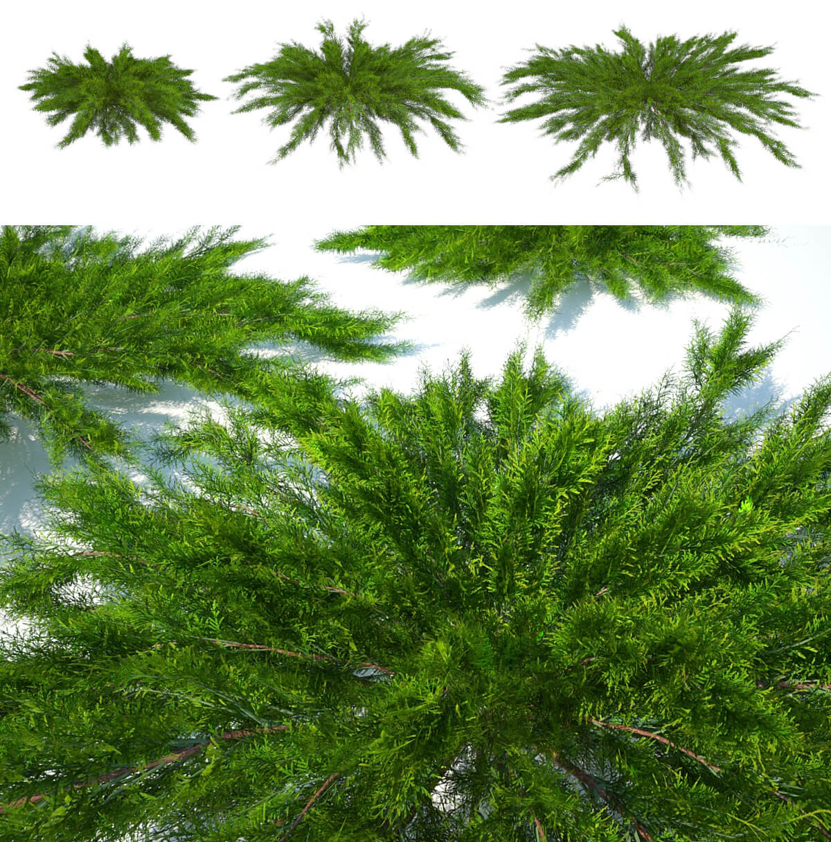 杜松植物3D模型（FBX,MAX）