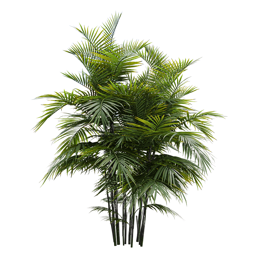 玲珑竹节椰植物3D模型（OBJ,FBX,MAX）