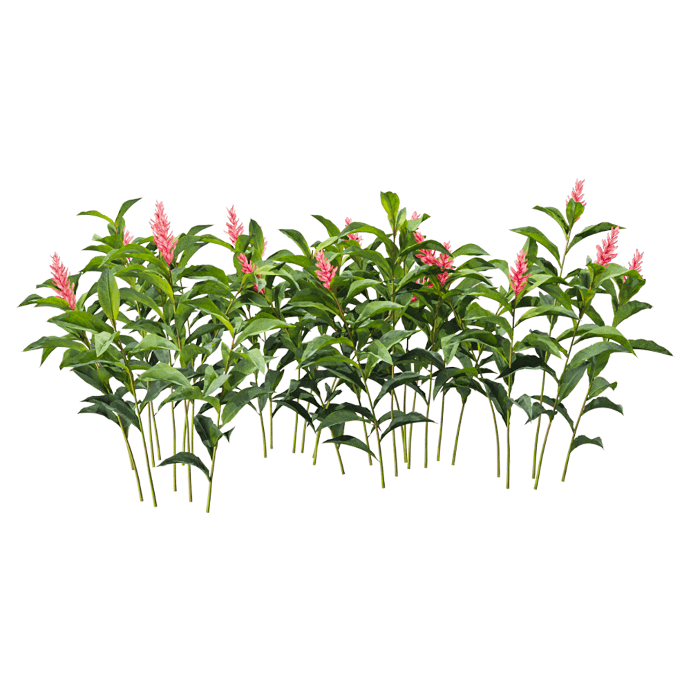 红花月桃植物 花丛3D模型（OBJ,FBX,MAX）