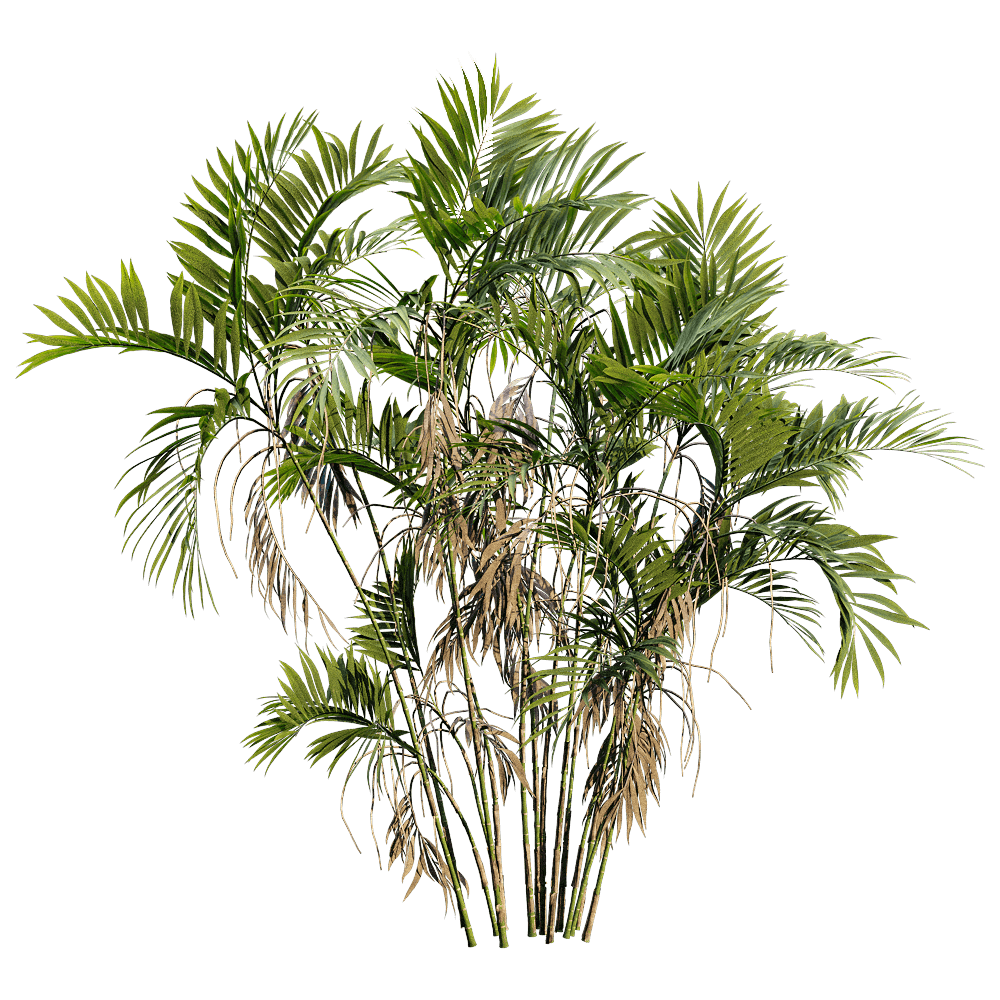 棕榈植物3D模型（OBJ,FBX,MAX）