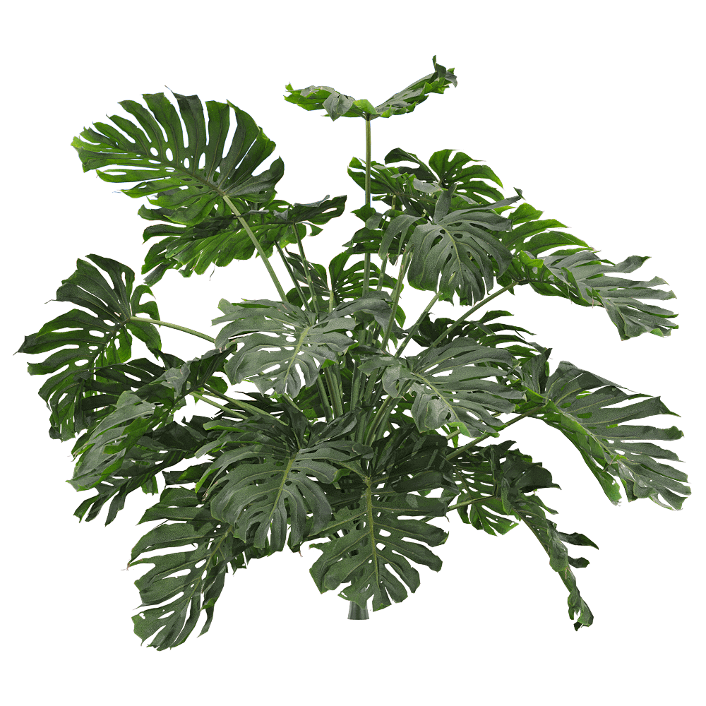 龟背竹植物3D模型（OBJ,FBX,MAX）