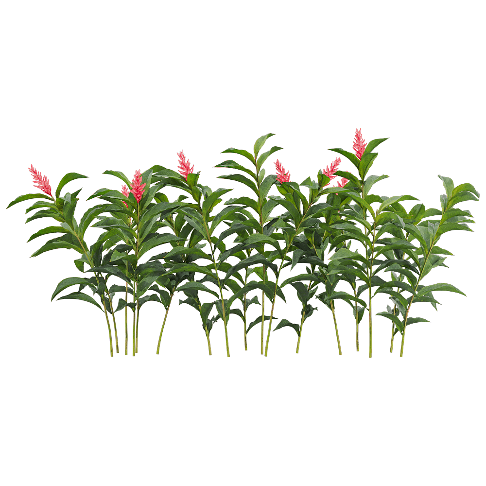 红花月桃植物 花丛3D模型（OBJ,FBX,MAX）