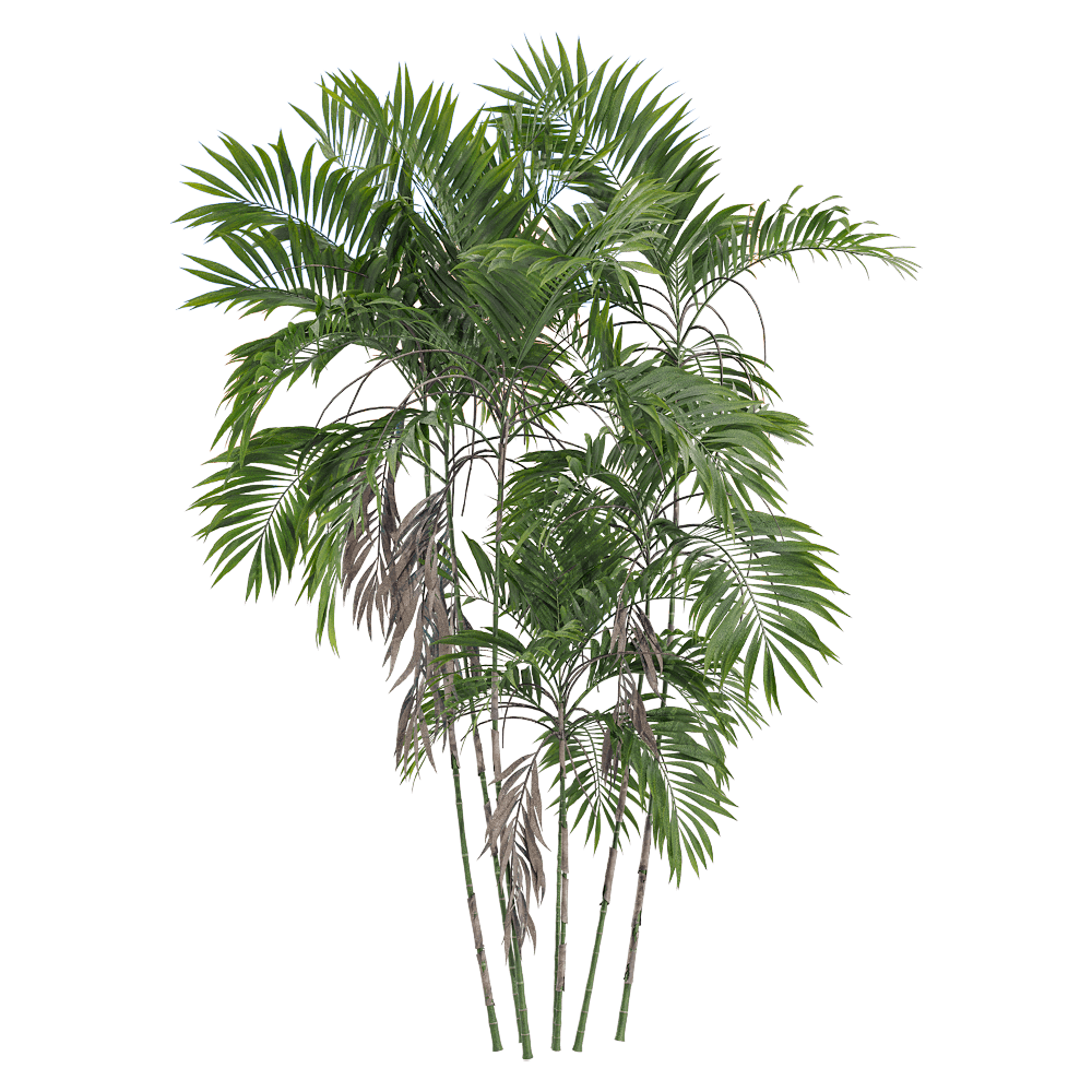 棕榈植物3D模型（OBJ,FBX,MAX）