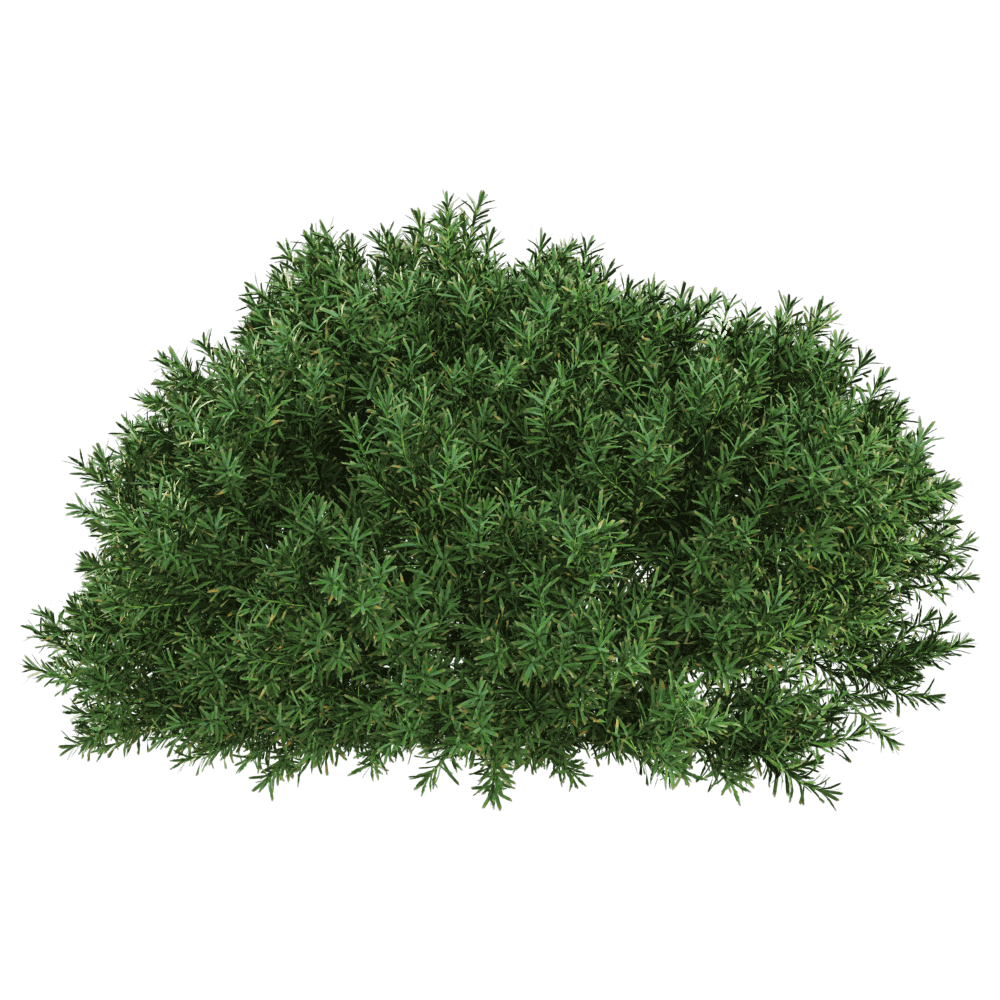 杜松 刺柏植物灌木3D模型（OBJ,FBX,MAX）