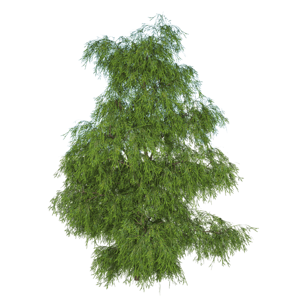 Filifera Aureai羽叶花柏植物3D模型（OBJ,FBX,MAX）