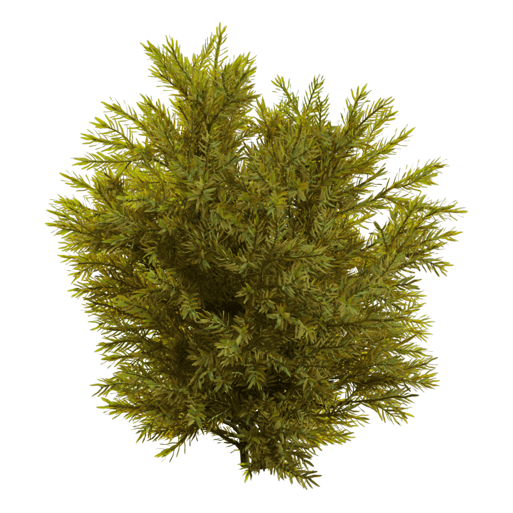 花柏植物灌木3D模型（OBJ,FBX,MAX）