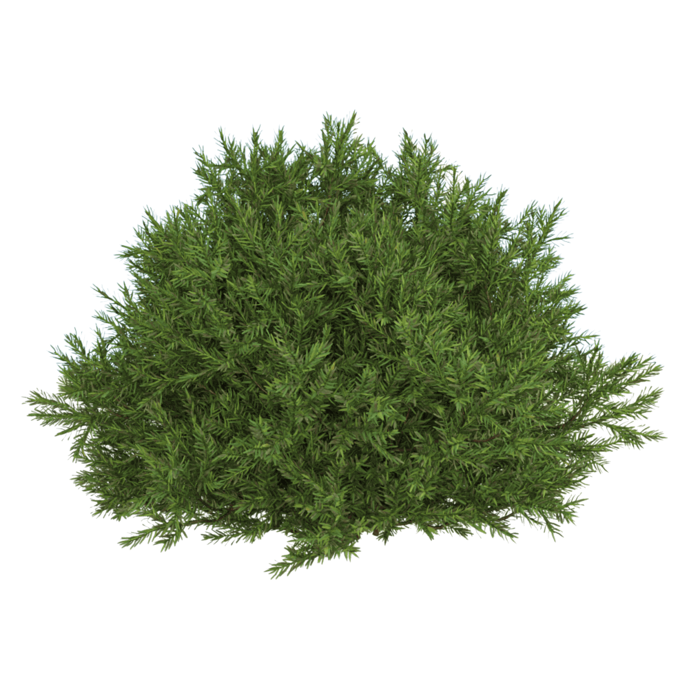 花柏植物灌木3D模型（OBJ,FBX,MAX）