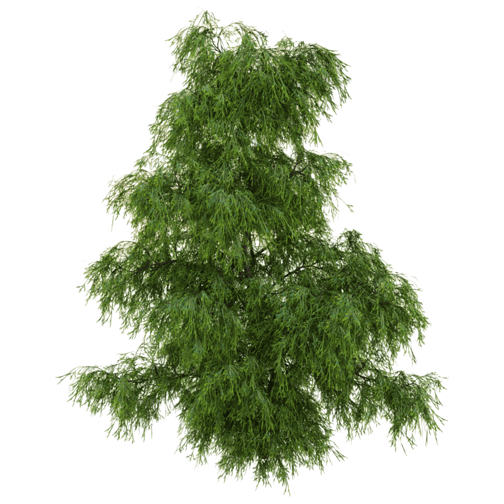 Filifera Aureai羽叶花柏植物3D模型（OBJ,FBX,MAX）