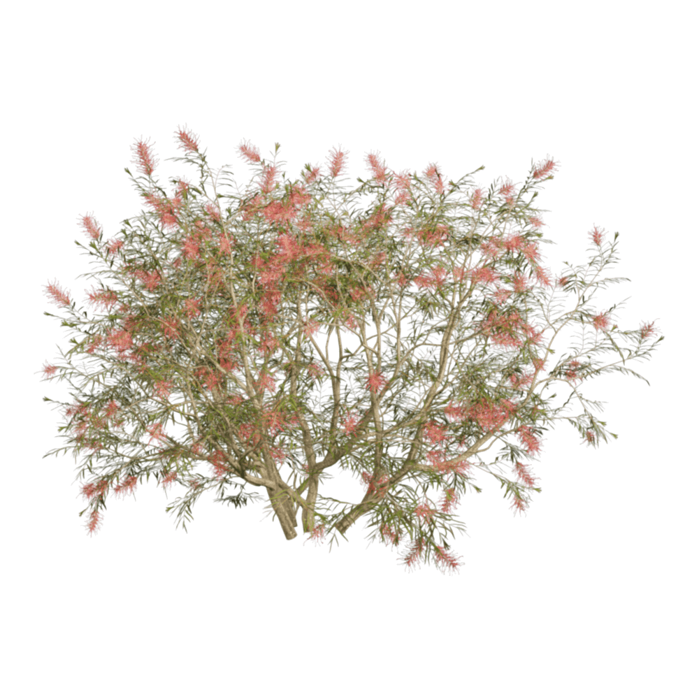 Grevillea Banksii开花的红花银桦灌木植物3D模型（OBJ,FBX,MAX）