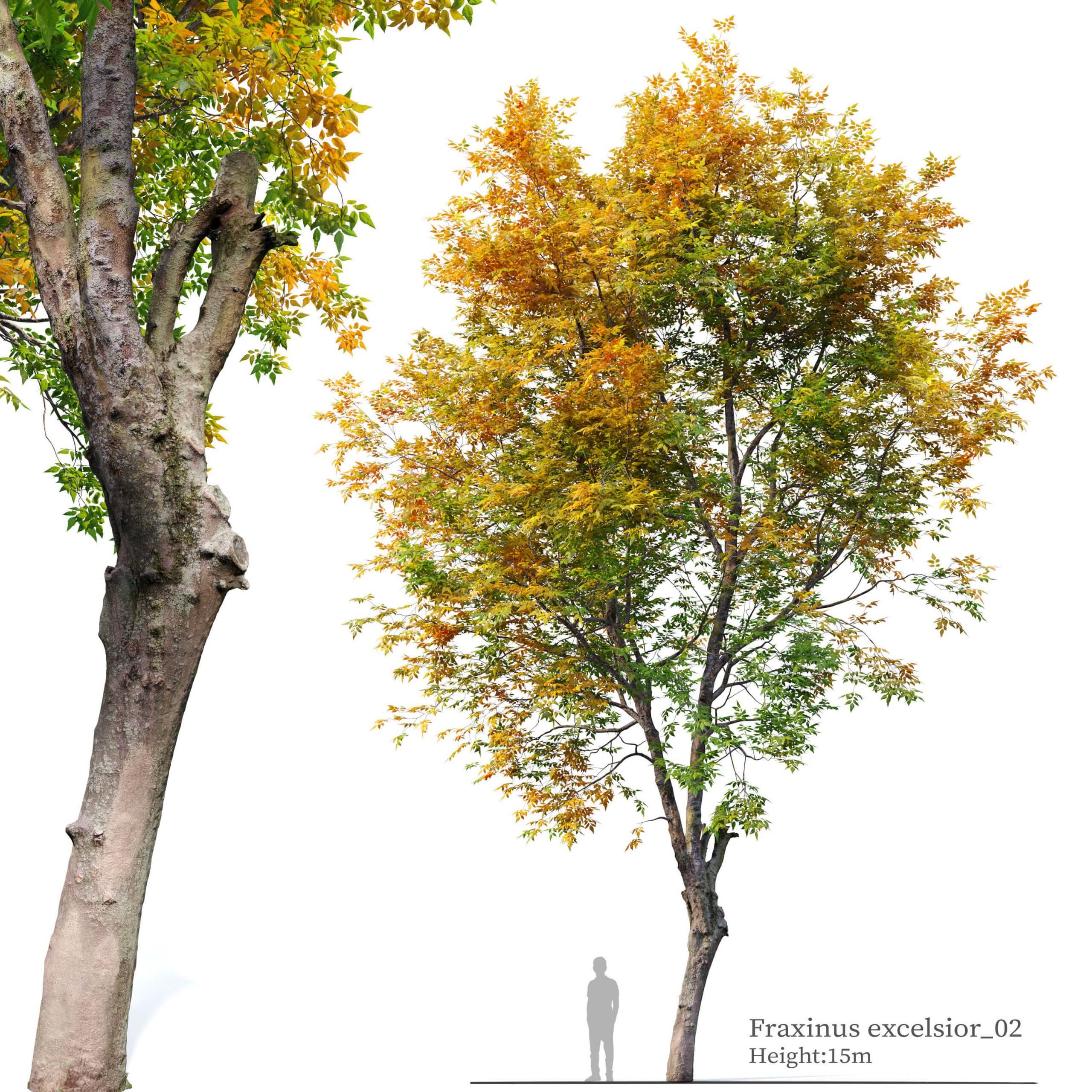 Fraxinus excelsior欧洲白蜡树 欧洲梣树3D模型（FBX,MAX）