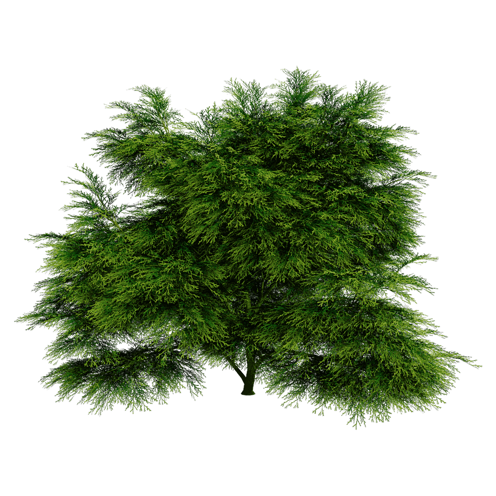 Sabina Chinensis圆柏植物3D模型（OBJ,FBX,MAX）