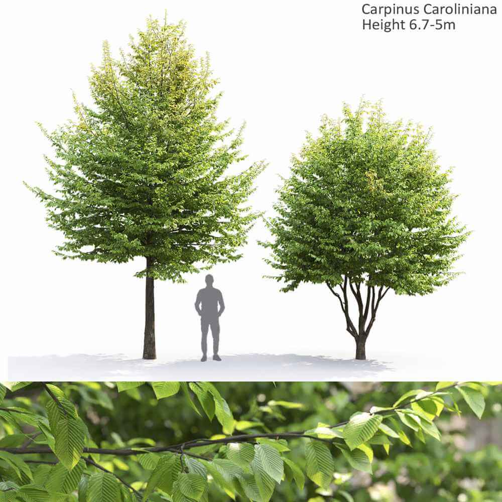 2棵Carpinus Caroliniana美洲鹅耳枥树3D模型（OBJ,MAX）