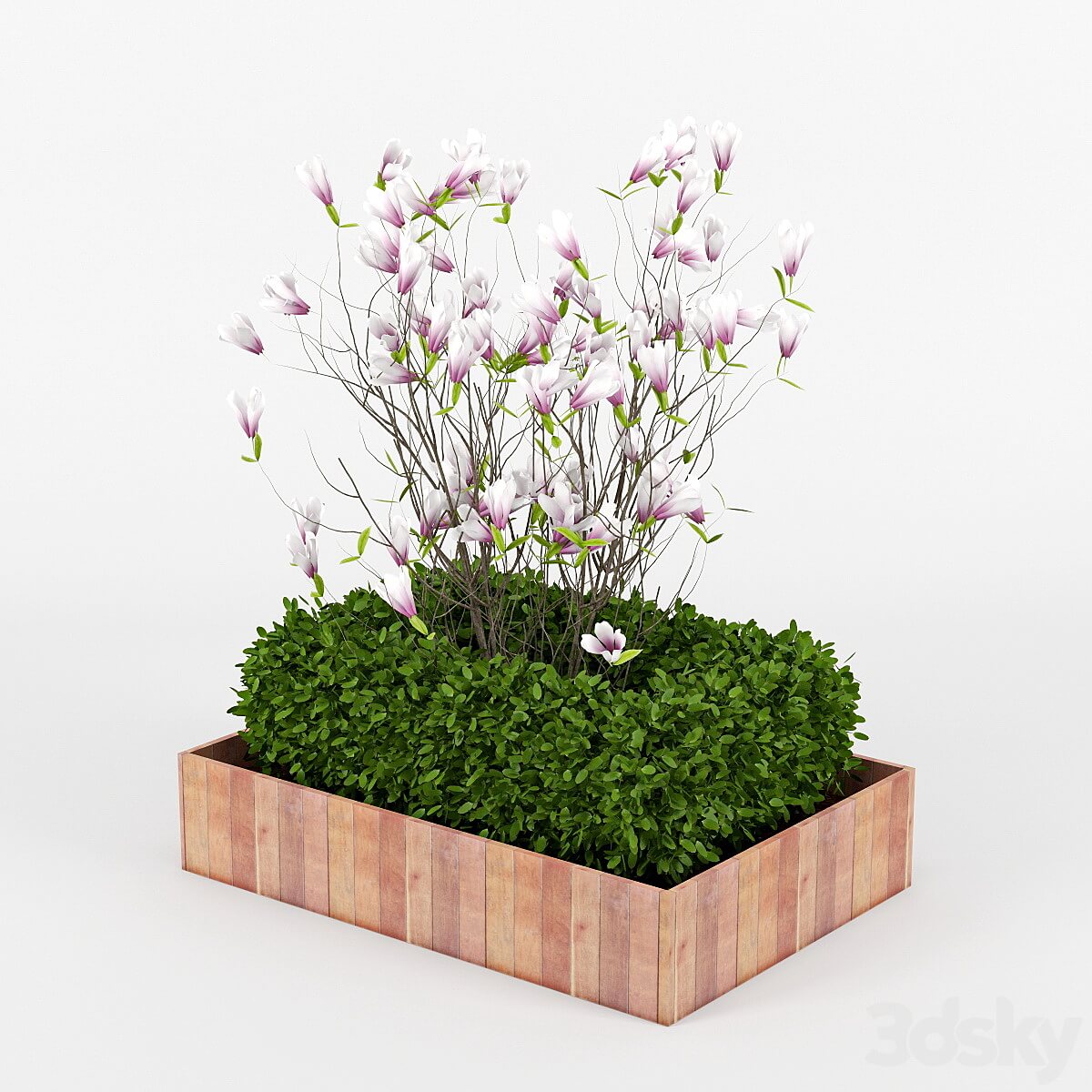 开花的玉兰植物花坛3D模型（FBX,MAX）