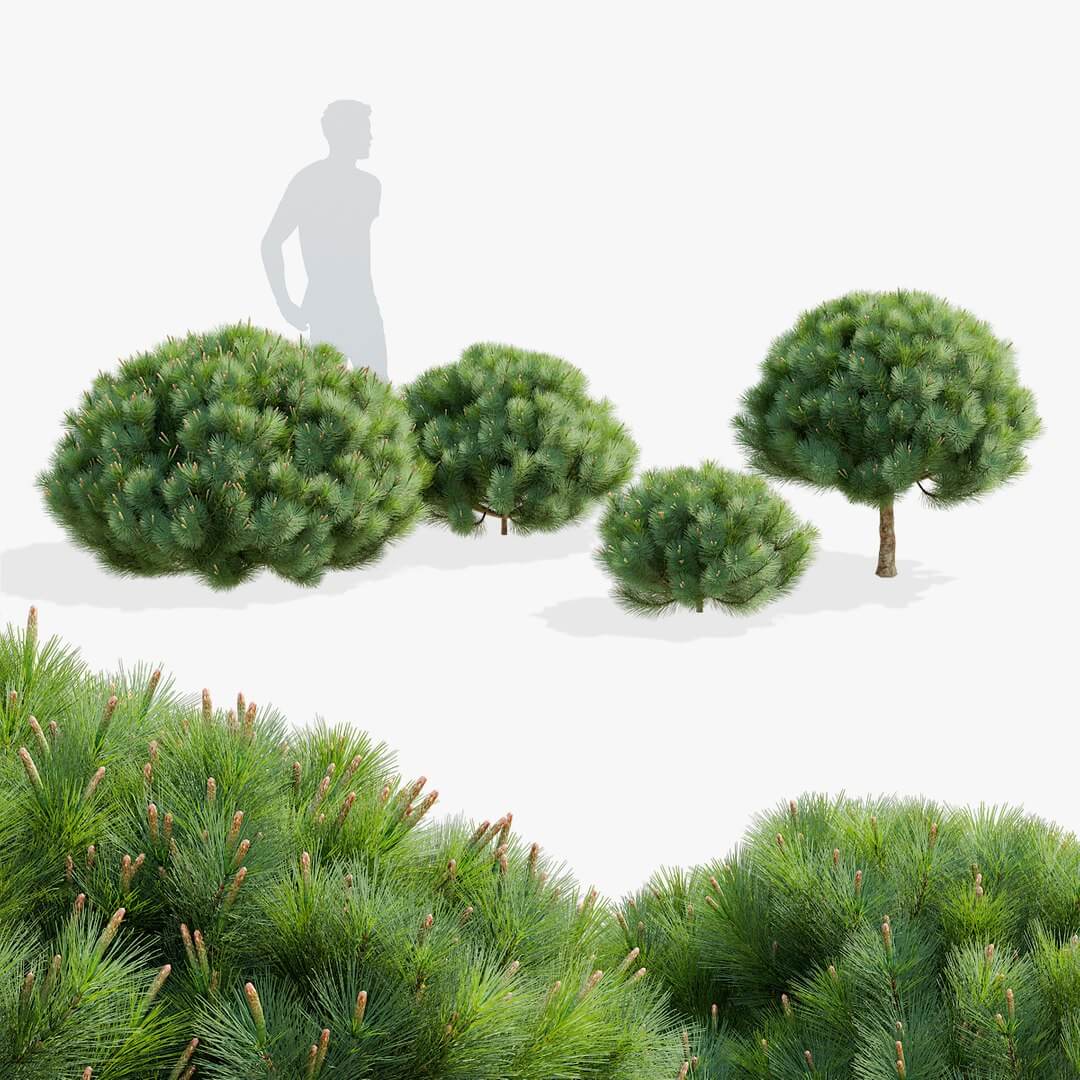 Pinus mugo矮赤松植物3D模型（FBX,MAX）