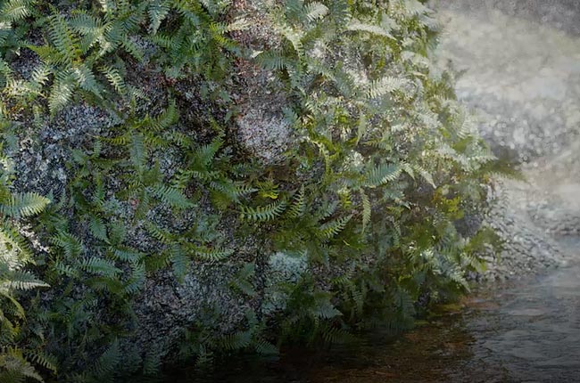 植物生长动态工程植物生长动画工程