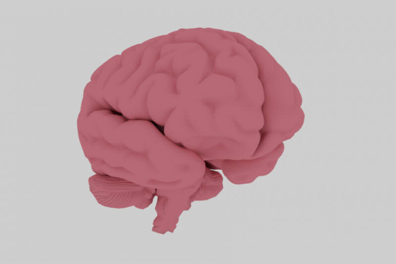 完美的人脑大脑C4D模型下载（FBX,Blend）