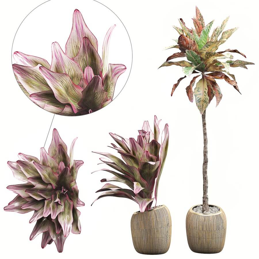 室内观赏植物盆栽3D模型（OBJ,FBX,MAX）